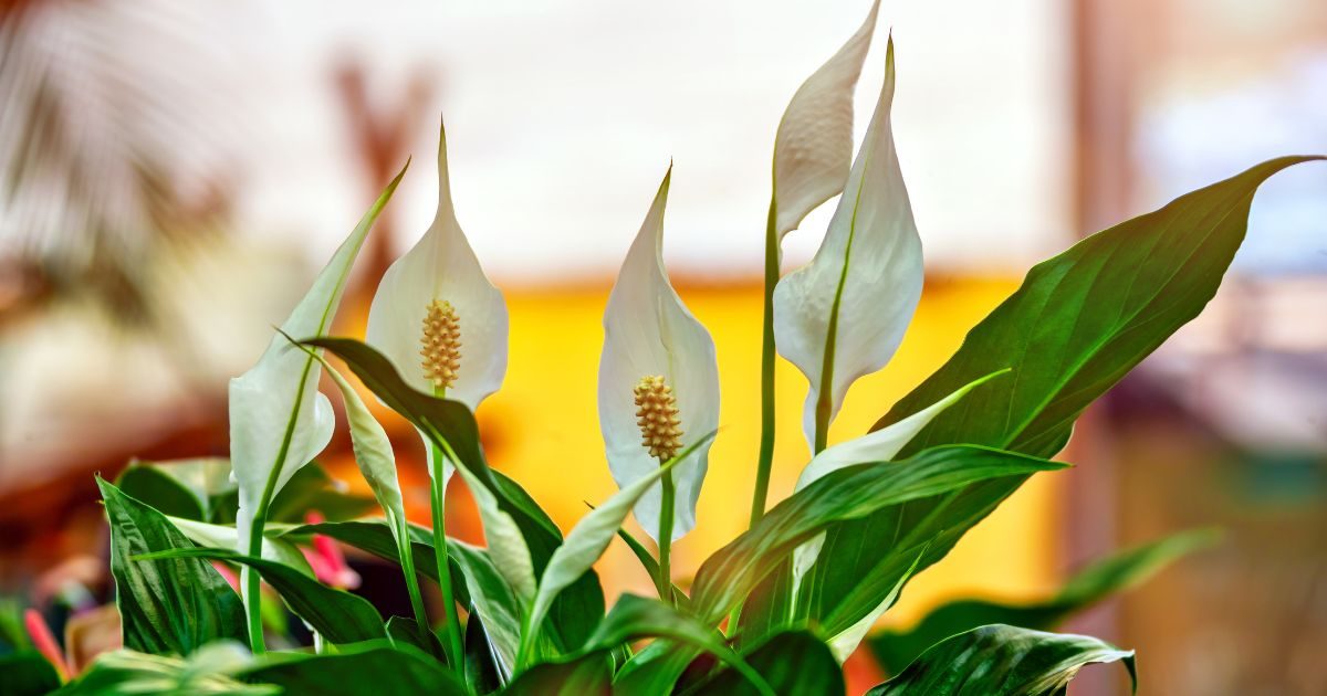 ¿Cómo regalar flores y sorprender con elegancia y estilo?