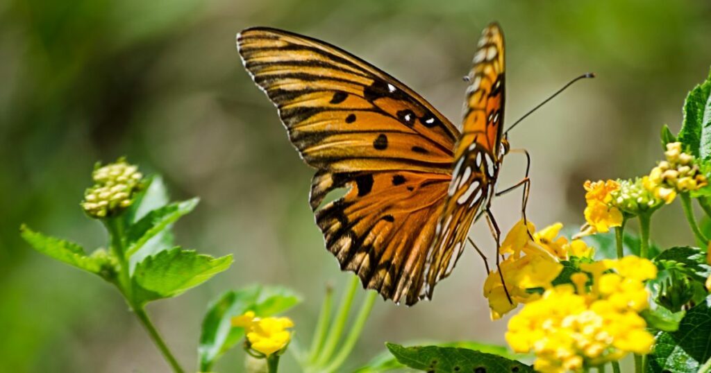 Flores Perfectas para atraer Mariposas y Colibries al Jardin