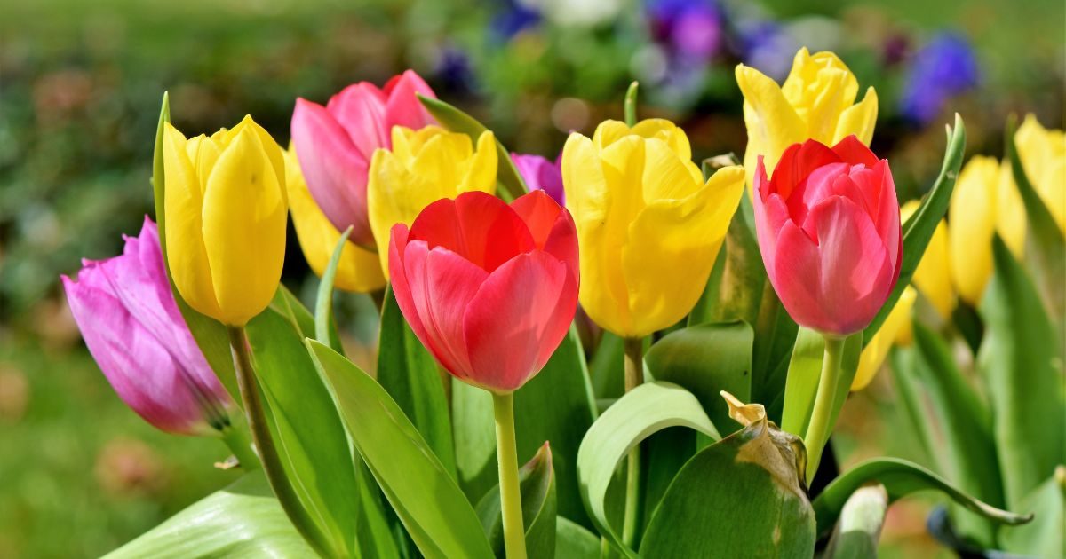 Flores de Primavera para Alegrar tu Hogar u oficina