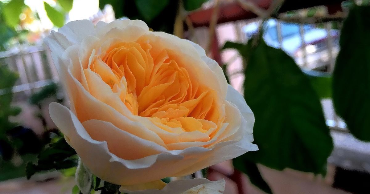 Flores más caras y elegantes del mundo