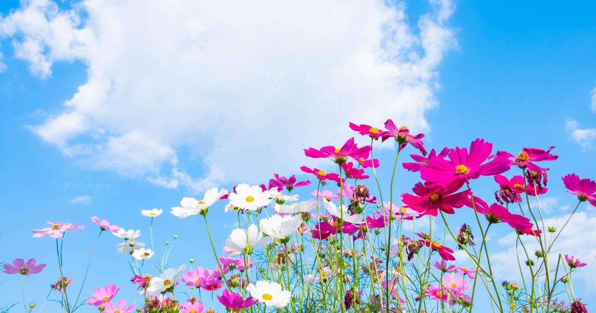 Flores que no se marchitan rápido y como evitarlo