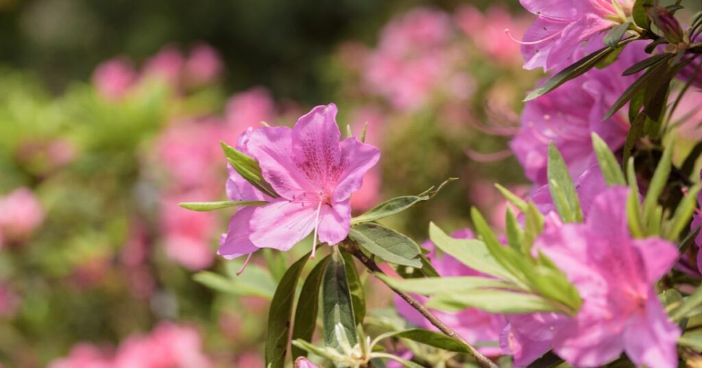 Flores venenosas más peligrosas del mundo