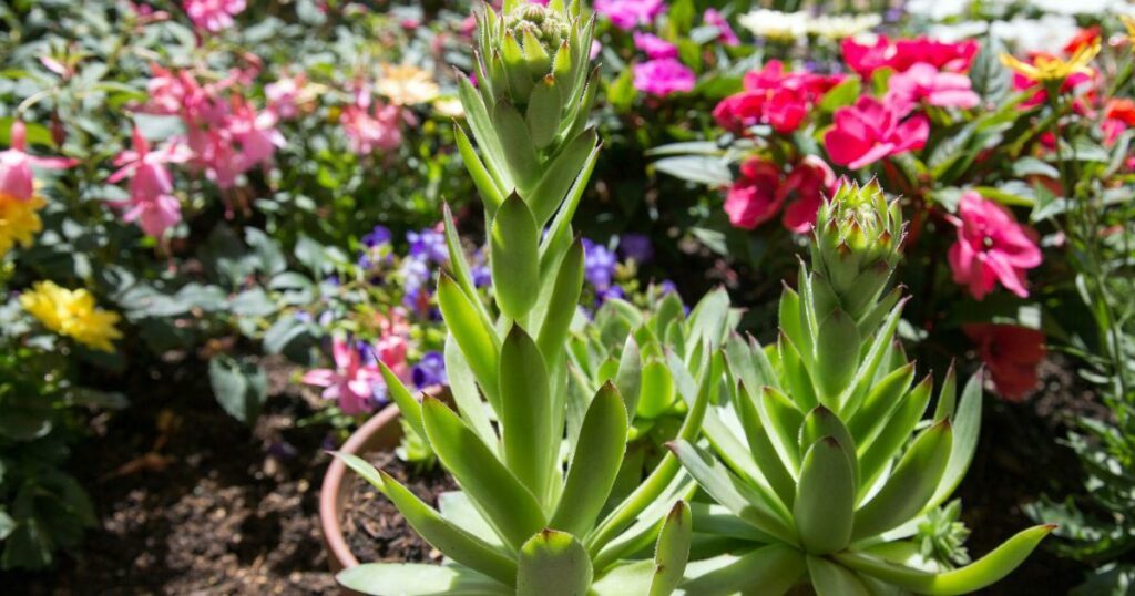 Flores y plantas en peligro de extinción