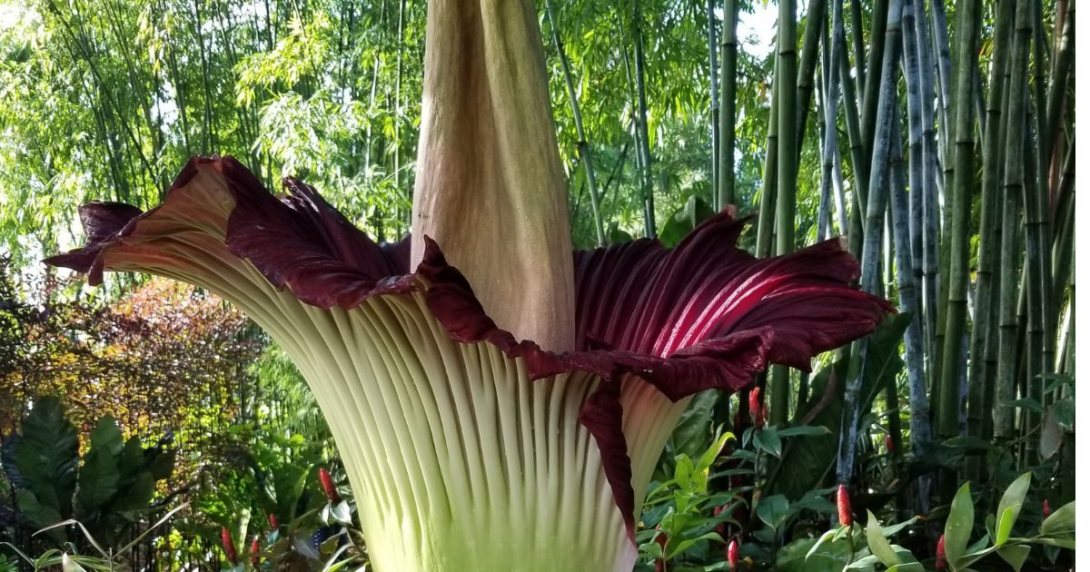 Plantas que florecen una vez al año ¿Un espectáculo fugaz?