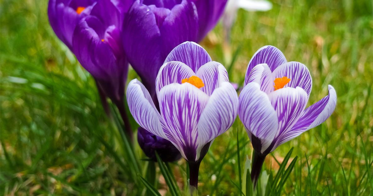 ¿Qué es la floriografía? Cómo y porqué debes enviar flores